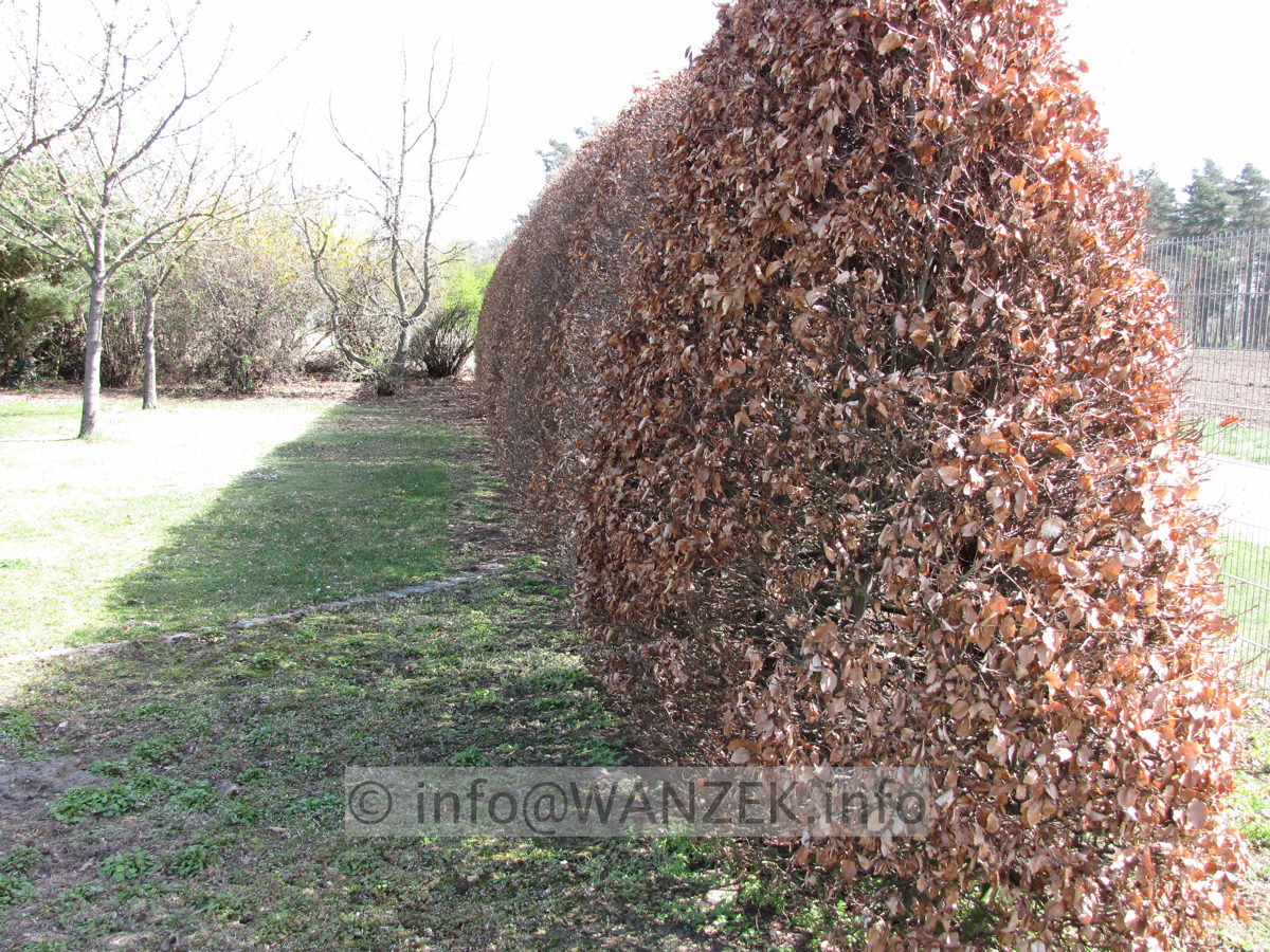 Fagus sylvatica - Hecke kurz vor Austrieb noch dicht mit Herbstlaub.JPG